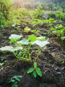 Photo from New EKMOI Farm