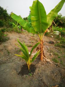 Photo from New EKMOI Farm