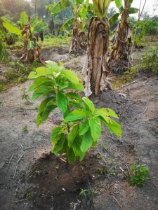 Photo from New EKMOI Farm