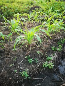 Photo from New EKMOI Farm