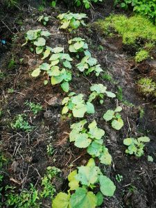 Photo from New EKMOI Farm