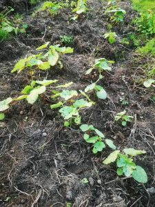 Photo from New EKMOI Farm