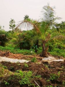 Photo from New EKMOI Farm