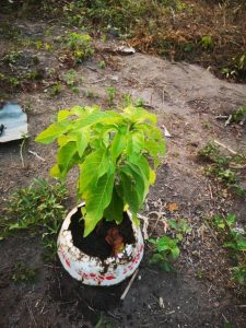 Photo from New EKMOI Farm