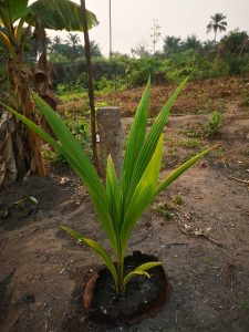 Photo from New EKMOI Farm