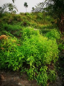 Photo from New EKMOI Farm
