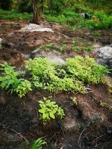 Photo from New EKMOI Farm