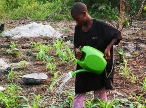 Photo from The EKMOI Garden: Growing Fresh Food and Healthier Futures