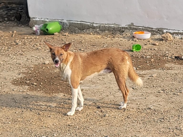Photo from The EKMOI Animal Farm: Life at Our Orphanage in Sierra Leone