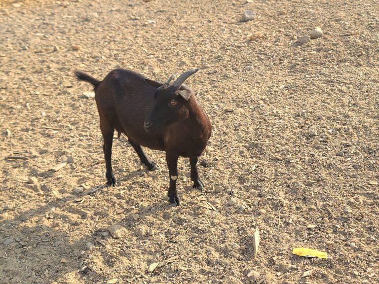 Photo from The EKMOI Animal Farm: Life at Our Orphanage in Sierra Leone