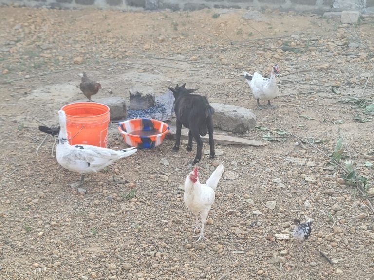 Photo from The EKMOI Animal Farm: Life at Our Orphanage in Sierra Leone