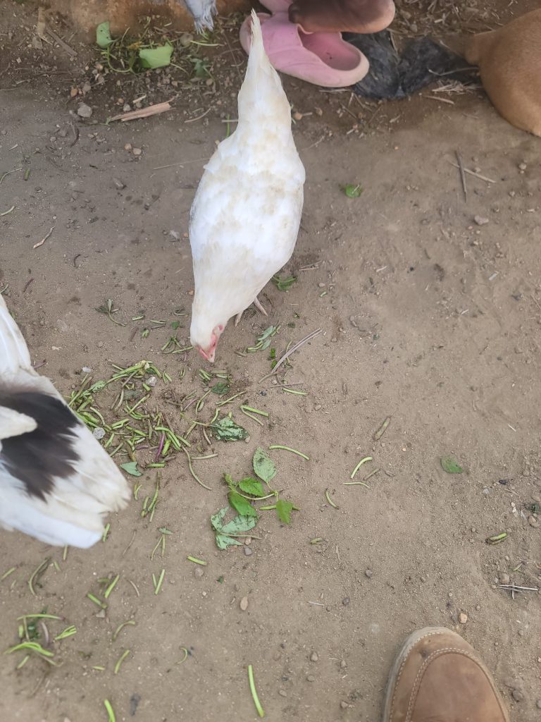 Photo from The EKMOI Animal Farm: Life at Our Orphanage in Sierra Leone