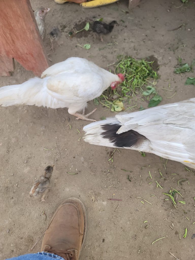 Photo from The EKMOI Animal Farm: Life at Our Orphanage in Sierra Leone