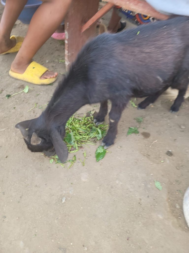 Photo from The EKMOI Animal Farm: Life at Our Orphanage in Sierra Leone