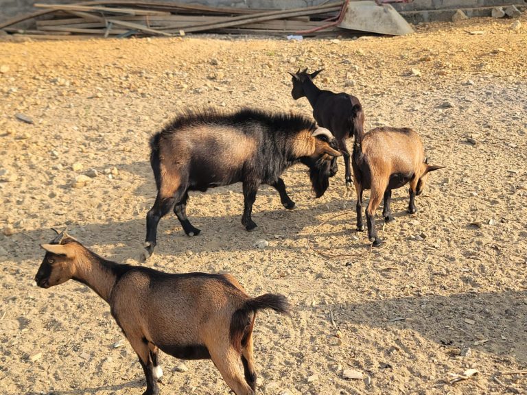 Photo from The EKMOI Animal Farm: Life at Our Orphanage in Sierra Leone