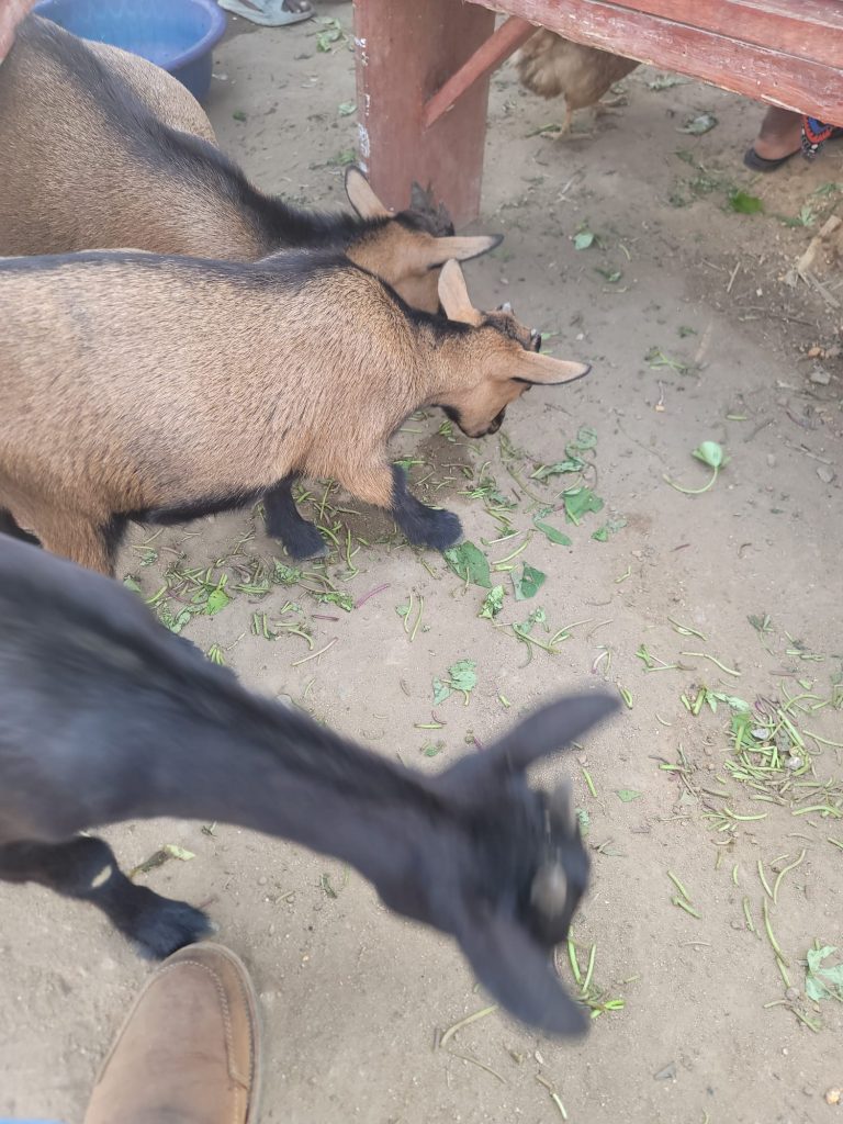 Photo from The EKMOI Animal Farm: Life at Our Orphanage in Sierra Leone