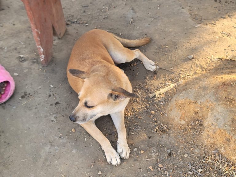 Photo from The EKMOI Animal Farm: Life at Our Orphanage in Sierra Leone