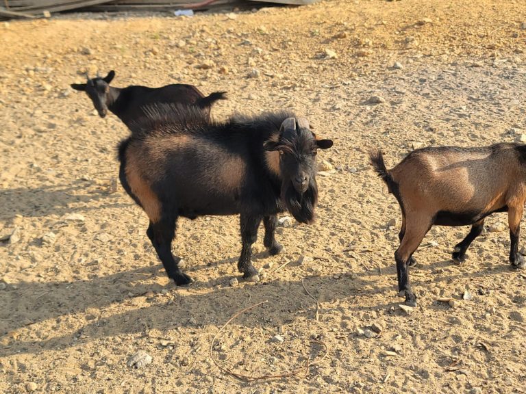 Photo from The EKMOI Animal Farm: Life at Our Orphanage in Sierra Leone
