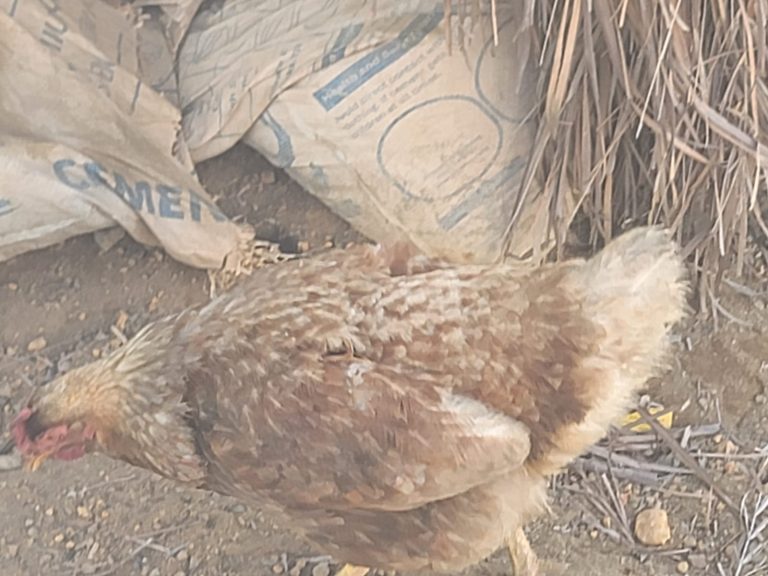 Photo from The EKMOI Animal Farm: Life at Our Orphanage in Sierra Leone