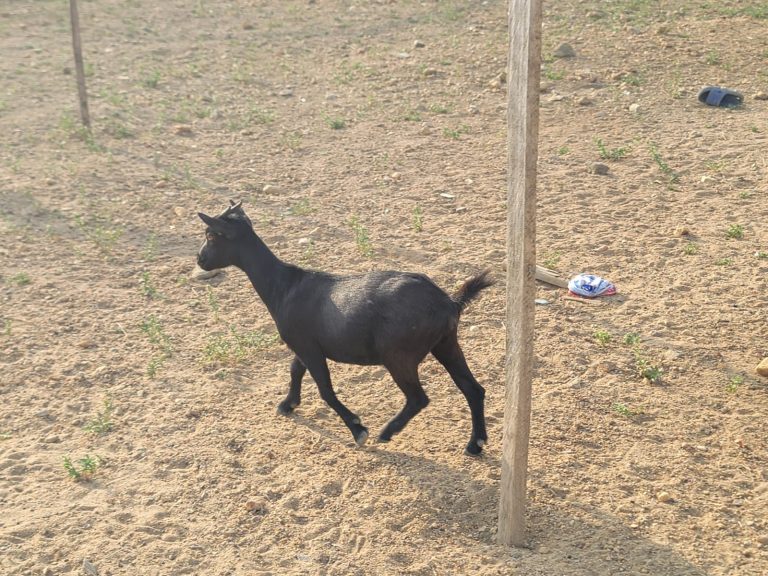 Photo from The EKMOI Animal Farm: Life at Our Orphanage in Sierra Leone