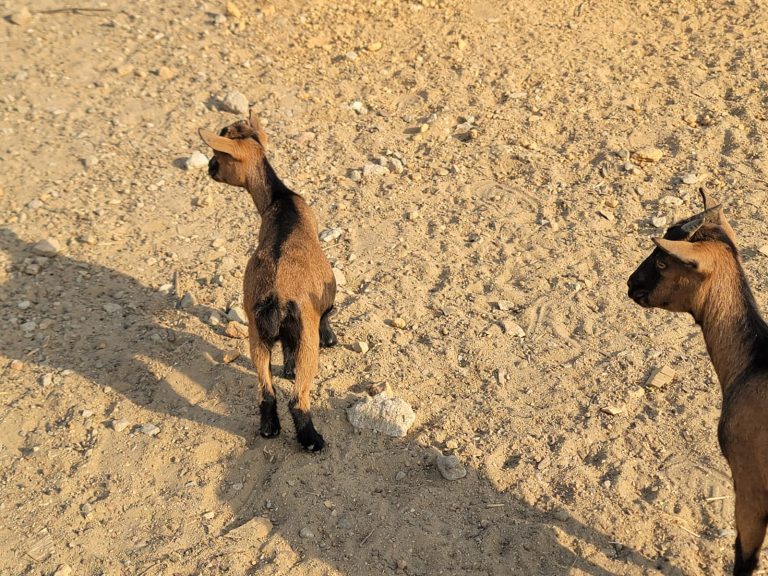 Photo from The EKMOI Animal Farm: Life at Our Orphanage in Sierra Leone