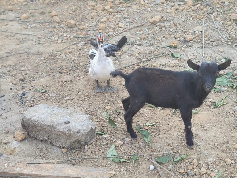 Photo from The EKMOI Animal Farm: Life at Our Orphanage in Sierra Leone
