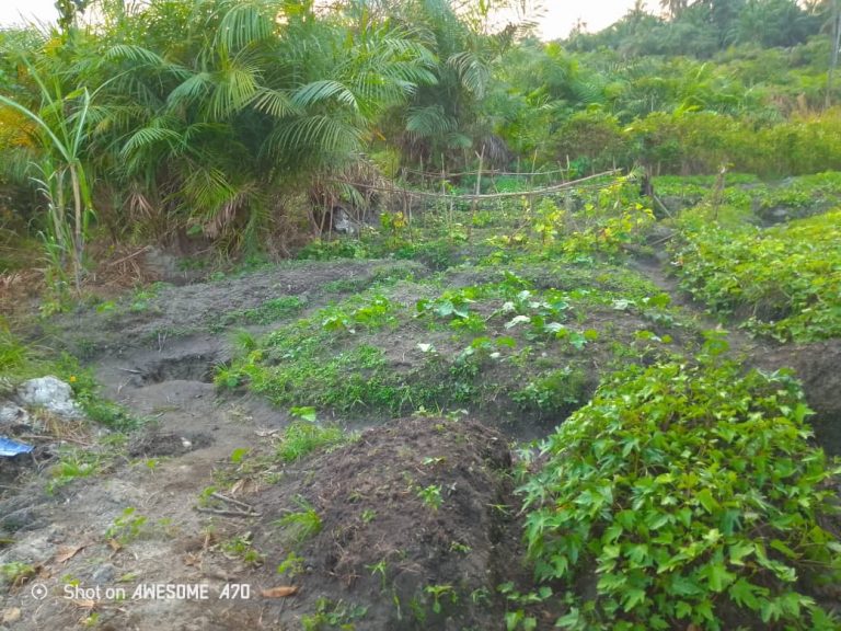 Photo from The EKMOI Garden: Growing Fresh Food and Healthier Futures