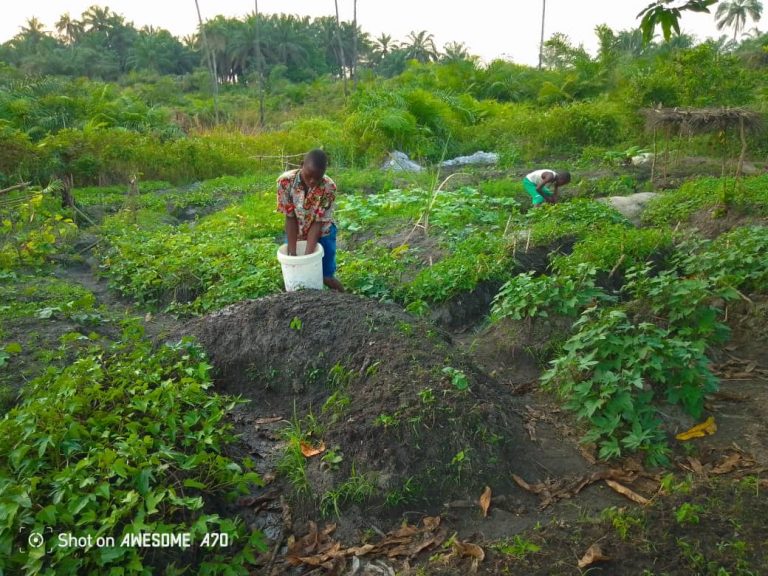 Photo from The EKMOI Garden: Growing Fresh Food and Healthier Futures