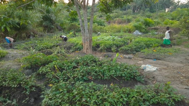 Photo from The EKMOI Garden: Growing Fresh Food and Healthier Futures