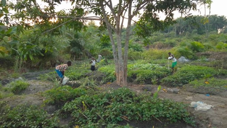Photo from The EKMOI Garden: Growing Fresh Food and Healthier Futures
