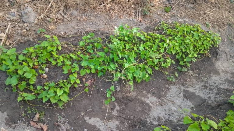 Photo from The EKMOI Garden: Growing Fresh Food and Healthier Futures