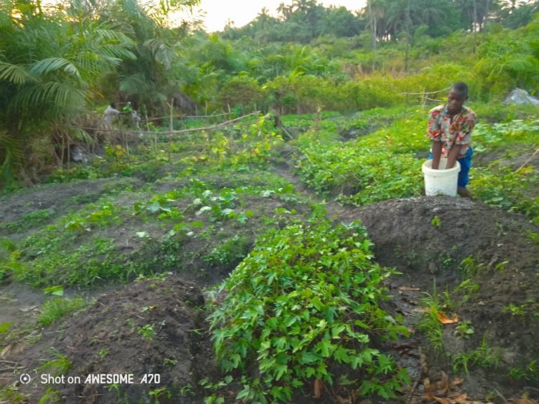 Photo from The EKMOI Garden: Growing Fresh Food and Healthier Futures