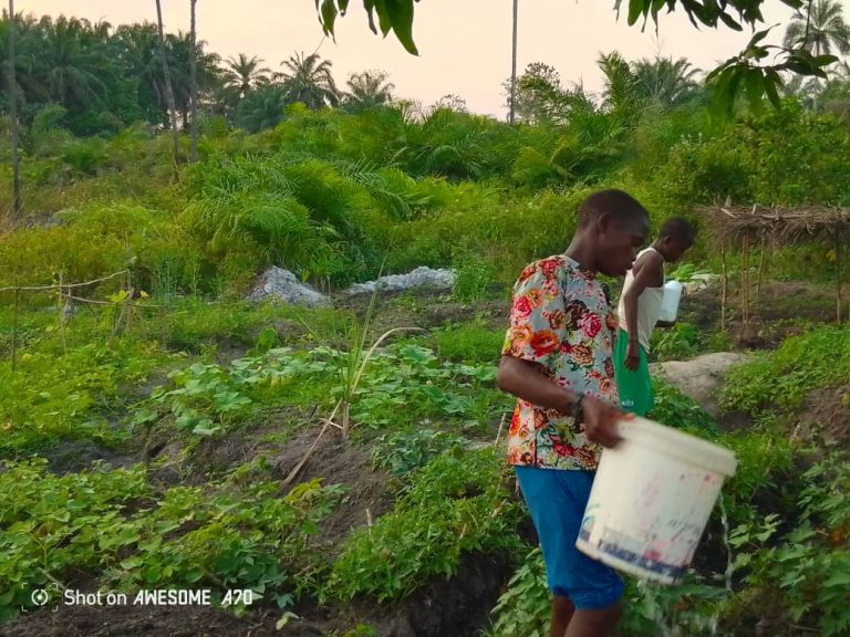 Photo from The EKMOI Garden: Growing Fresh Food and Healthier Futures