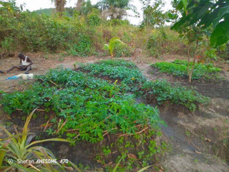 Photo from The EKMOI Garden: Growing Fresh Food and Healthier Futures