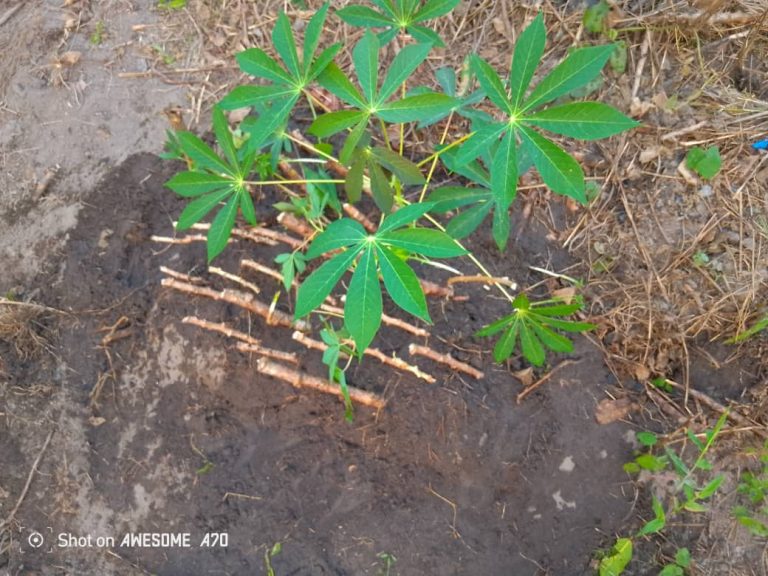 Photo from The EKMOI Garden: Growing Fresh Food and Healthier Futures