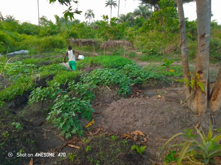Photo from The EKMOI Garden: Growing Fresh Food and Healthier Futures