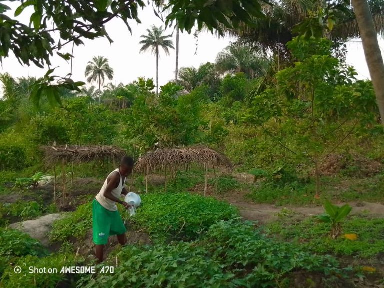 Photo from The EKMOI Garden: Growing Fresh Food and Healthier Futures