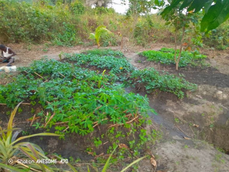 Photo from The EKMOI Garden: Growing Fresh Food and Healthier Futures