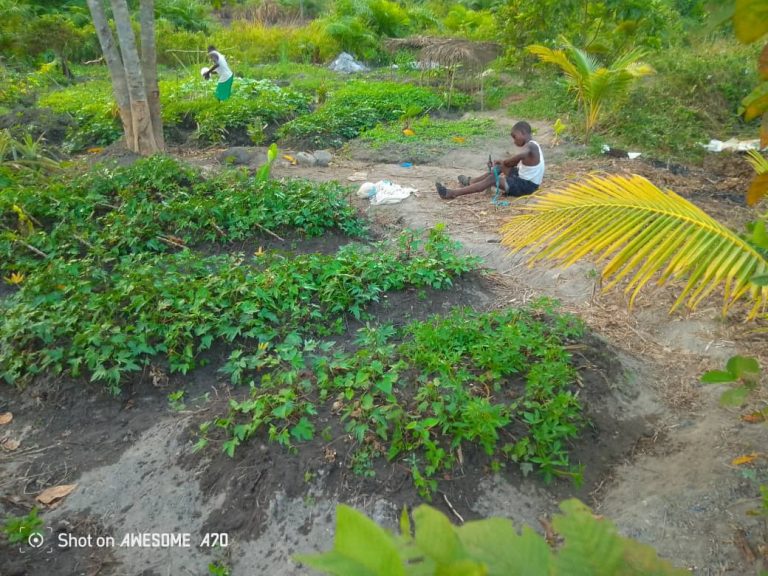 Photo from The EKMOI Garden: Growing Fresh Food and Healthier Futures