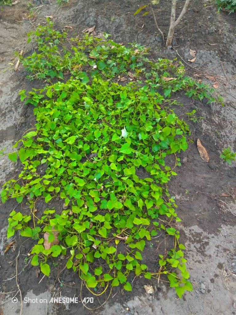 Photo from The EKMOI Garden: Growing Fresh Food and Healthier Futures