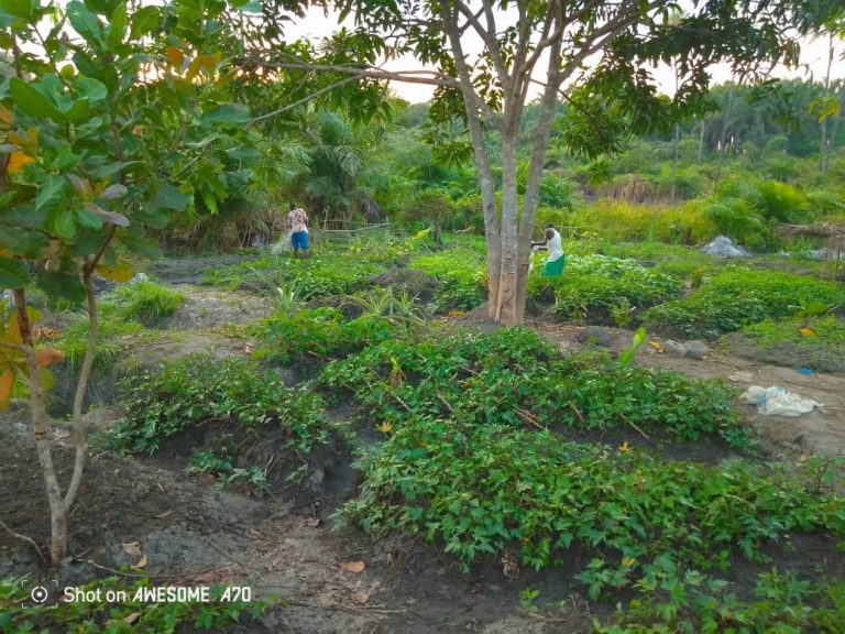 Photo from The EKMOI Garden: Growing Fresh Food and Healthier Futures