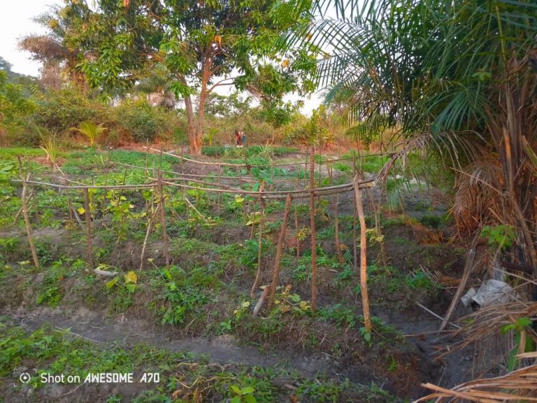 Photo from The EKMOI Garden: Growing Fresh Food and Healthier Futures