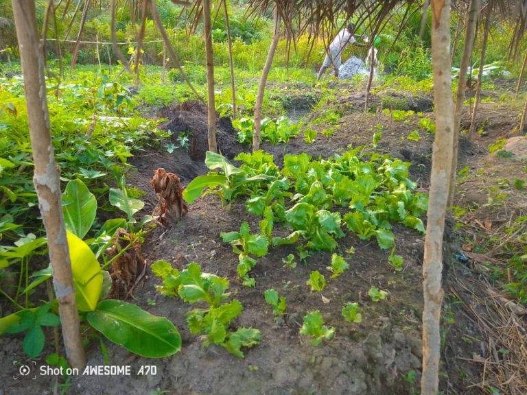 Photo from The EKMOI Garden: Growing Fresh Food and Healthier Futures