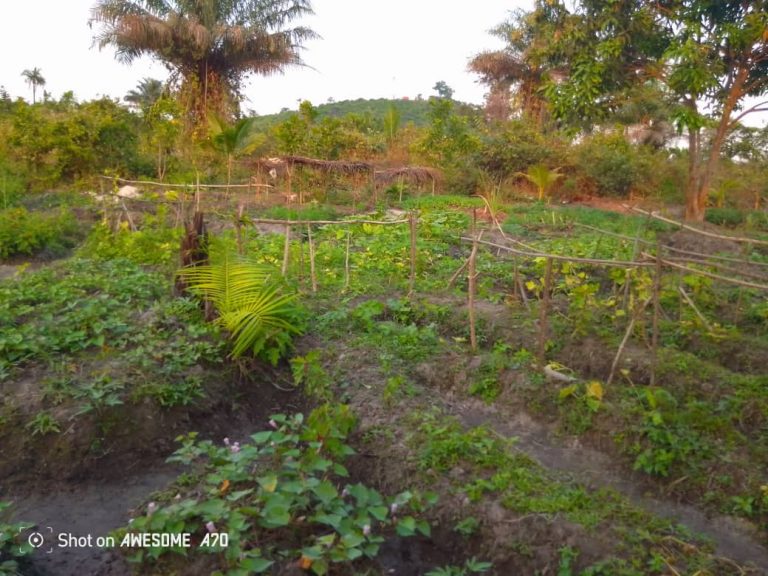 Photo from The EKMOI Garden: Growing Fresh Food and Healthier Futures