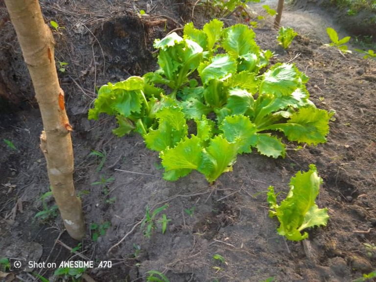 Photo from The EKMOI Garden: Growing Fresh Food and Healthier Futures