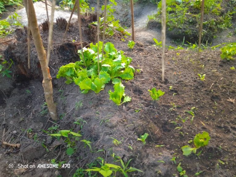 Photo from The EKMOI Garden: Growing Fresh Food and Healthier Futures