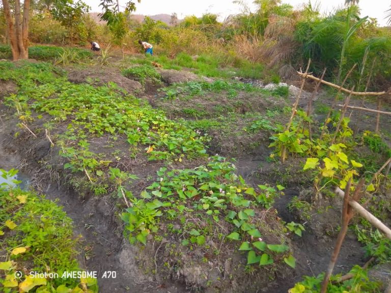 Photo from The EKMOI Garden: Growing Fresh Food and Healthier Futures