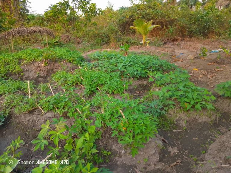 Photo from The EKMOI Garden: Growing Fresh Food and Healthier Futures