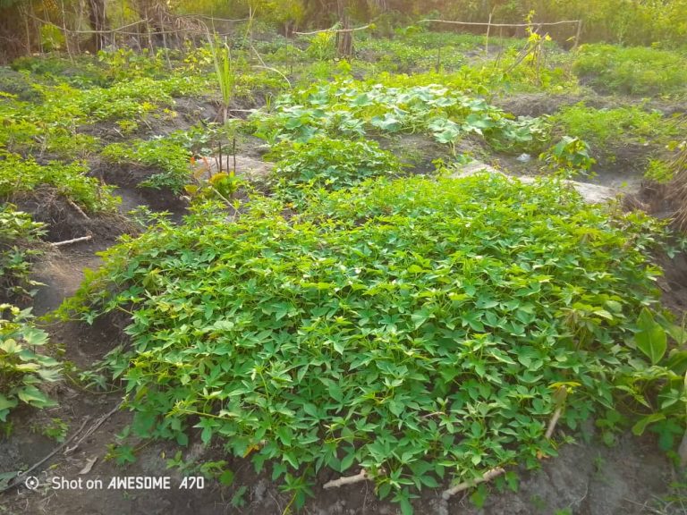 Photo from The EKMOI Garden: Growing Fresh Food and Healthier Futures