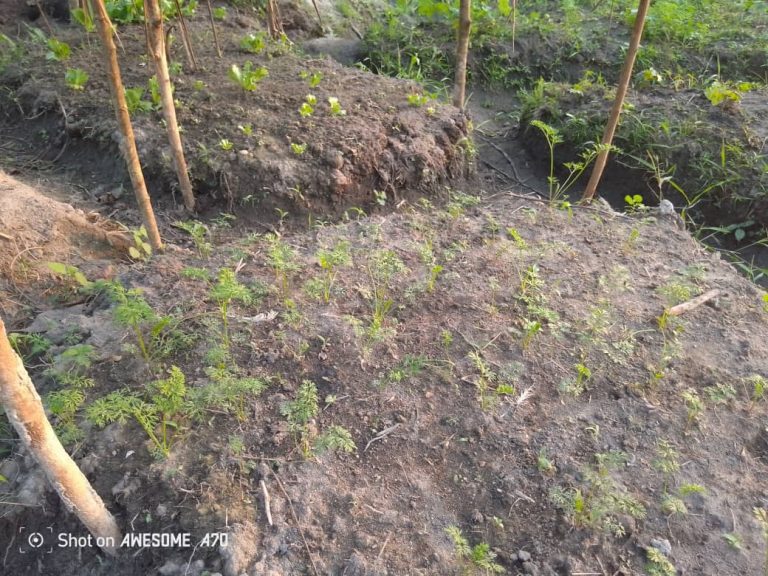 Photo from The EKMOI Garden: Growing Fresh Food and Healthier Futures